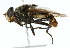 ( - CNC DIPTERA 4189)  @13 [ ] CreativeCommons - Attribution (2011) CNC/CBG Photography Group Centre for Biodiversity Genomics