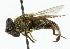  ( - CNC DIPTERA 42379)  @14 [ ] CreativeCommons - Attribution (2011) CNC/CBG Photography Group Centre for Biodiversity Genomics