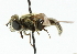  ( - CNC DIPTERA 42380)  @11 [ ] CreativeCommons - Attribution (2011) CNC/CBG Photography Group Centre for Biodiversity Genomics