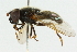 ( - CNC DIPTERA 43124)  @13 [ ] CreativeCommons - Attribution (2011) CNC/CBG Photography Group Centre for Biodiversity Genomics