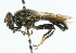  ( - CNC DIPTERA 43732)  @13 [ ] CreativeCommons - Attribution (2011) CNC/CBG Photography Group Centre for Biodiversity Genomics