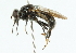  ( - CNC DIPTERA 43733)  @14 [ ] CreativeCommons - Attribution (2011) CNC/CBG Photography Group Centre for Biodiversity Genomics
