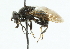  ( - CNC DIPTERA 43735)  @11 [ ] CreativeCommons - Attribution (2011) CNC/CBG Photography Group Centre for Biodiversity Genomics