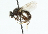 ( - CNC DIPTERA 43737)  @11 [ ] CreativeCommons - Attribution (2011) CNC/CBG Photography Group Centre for Biodiversity Genomics