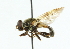  ( - CNC DIPTERA 43826)  @13 [ ] CreativeCommons - Attribution (2011) CNC/CBG Photography Group Centre for Biodiversity Genomics