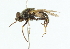  ( - CNC DIPTERA 43867)  @13 [ ] CreativeCommons - Attribution (2011) CNC/CBG Photography Group Centre for Biodiversity Genomics