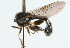  ( - CNC DIPTERA 43943)  @11 [ ] CreativeCommons - Attribution (2011) CNC/CBG Photography Group Centre for Biodiversity Genomics