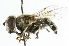  ( - CNC DIPTERA 44178)  @15 [ ] CreativeCommons - Attribution (2011) CNC/CBG Photography Group Centre for Biodiversity Genomics