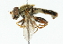  ( - CNC DIPTERA 44468)  @11 [ ] CreativeCommons - Attribution (2011) CNC/CBG Photography Group Centre for Biodiversity Genomics