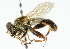  ( - CNC DIPTERA 44469)  @11 [ ] CreativeCommons - Attribution (2011) CNC/CBG Photography Group Centre for Biodiversity Genomics