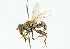  ( - CNC DIPTERA 44482)  @11 [ ] CreativeCommons - Attribution (2011) CNC/CBG Photography Group Centre for Biodiversity Genomics