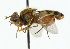  (Anasimyia diffusus - CNC DIPTERA 44629)  @13 [ ] CreativeCommons - Attribution (2011) CNC/CBG Photography Group Centre for Biodiversity Genomics
