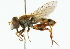  ( - CNC DIPTERA 44807)  @14 [ ] CreativeCommons - Attribution (2011) CNC/CBG Photography Group Centre for Biodiversity Genomics