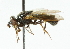  ( - CNC DIPTERA 45249)  @14 [ ] CreativeCommons - Attribution (2011) CNC/CBG Photography Group Centre for Biodiversity Genomics