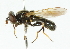  ( - CNC DIPTERA 45250)  @14 [ ] CreativeCommons - Attribution (2011) CNC/CBG Photography Group Centre for Biodiversity Genomics