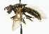  ( - CNC DIPTERA 45252)  @13 [ ] CreativeCommons - Attribution (2011) CNC/CBG Photography Group Centre for Biodiversity Genomics