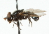  ( - CNC DIPTERA 45267)  @11 [ ] CreativeCommons - Attribution (2011) CNC/CBG Photography Group Centre for Biodiversity Genomics