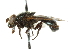  ( - CNC DIPTERA 45270)  @12 [ ] CreativeCommons - Attribution (2011) CNC/CBG Photography Group Centre for Biodiversity Genomics
