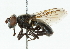  (Lejota cyanea - CNC DIPTERA 45275)  @14 [ ] CreativeCommons - Attribution (2011) CNC/CBG Photography Group Centre for Biodiversity Genomics