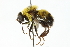  ( - CNC DIPTERA 45626)  @14 [ ] CreativeCommons - Attribution (2011) CNC/CBG Photography Group Centre for Biodiversity Genomics