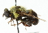  ( - CNC DIPTERA 45647)  @13 [ ] CreativeCommons - Attribution (2011) CNC/CBG Photography Group Centre for Biodiversity Genomics