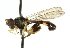  ( - CNC DIPTERA 47330)  @11 [ ] CreativeCommons - Attribution (2011) CNC/CBG Photography Group Centre for Biodiversity Genomics