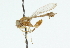  (Sphegina punctata - CNC DIPTERA 47384)  @11 [ ] CreativeCommons - Attribution (2011) CNC/CBG Photography Group Centre for Biodiversity Genomics