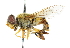  (Parhelophilus divisus - CNC DIPTERA 47634)  @11 [ ] CreativeCommons - Attribution (2011) CNC/CBG Photography Group Centre for Biodiversity Genomics
