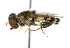  ( - CNC DIPTERA 47640)  @13 [ ] CreativeCommons - Attribution (2011) CNC/CBG Photography Group Centre for Biodiversity Genomics