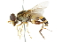  ( - CNC DIPTERA 47643)  @11 [ ] CreativeCommons - Attribution (2011) CNC/CBG Photography Group Centre for Biodiversity Genomics