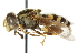  ( - CNC DIPTERA 47644)  @14 [ ] CreativeCommons - Attribution (2011) CNC/CBG Photography Group Centre for Biodiversity Genomics