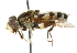  ( - CNC DIPTERA 47649)  @12 [ ] CreativeCommons - Attribution (2011) CNC/CBG Photography Group Centre for Biodiversity Genomics