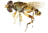  ( - CNC DIPTERA 47650)  @14 [ ] CreativeCommons - Attribution (2011) CNC/CBG Photography Group Centre for Biodiversity Genomics