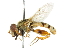  (Parhelophilus integer - CNC DIPTERA 47651)  @11 [ ] CreativeCommons - Attribution (2011) CNC/CBG Photography Group Centre for Biodiversity Genomics