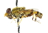  ( - CNC DIPTERA 47664)  @11 [ ] CreativeCommons - Attribution (2011) CNC/CBG Photography Group Centre for Biodiversity Genomics