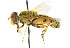  (Parhelophilus laetus - CNC DIPTERA 47708)  @14 [ ] CreativeCommons - Attribution (2011) CNC/CBG Photography Group Centre for Biodiversity Genomics