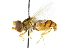  ( - CNC DIPTERA 47899)  @11 [ ] CreativeCommons - Attribution (2011) CNC/CBG Photography Group Centre for Biodiversity Genomics