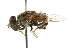  (Parhelophilus rex - CNC DIPTERA 47973)  @14 [ ] CreativeCommons - Attribution (2011) CNC/CBG Photography Group Centre for Biodiversity Genomics
