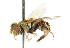 (Parhelophilus obsoletus - CNC DIPTERA 47989)  @14 [ ] CreativeCommons - Attribution (2011) CNC/CBG Photography Group Centre for Biodiversity Genomics
