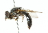  ( - CNC DIPTERA 48100)  @11 [ ] CreativeCommons - Attribution (2011) CNC/CBG Photography Group Centre for Biodiversity Genomics