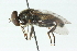  ( - CNC DIPTERA 48710)  @13 [ ] CreativeCommons - Attribution (2011) CNC/CBG Photography Group Centre for Biodiversity Genomics