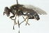 ( - CNC DIPTERA 48711)  @13 [ ] CreativeCommons - Attribution (2011) CNC/CBG Photography Group Centre for Biodiversity Genomics