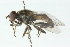  ( - CNC DIPTERA 48712)  @14 [ ] CreativeCommons - Attribution (2011) CNC/CBG Photography Group Centre for Biodiversity Genomics