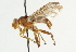  ( - CNC DIPTERA 49269)  @13 [ ] CreativeCommons - Attribution (2011) CNC/CBG Photography Group Centre for Biodiversity Genomics