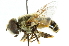  ( - CNC DIPTERA 49873)  @14 [ ] CreativeCommons - Attribution (2011) CNC/CBG Photography Group Centre for Biodiversity Genomics