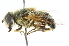  ( - CNC DIPTERA 50098)  @14 [ ] CreativeCommons - Attribution (2011) CNC/CBG Photography Group Centre for Biodiversity Genomics