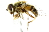  ( - CNC DIPTERA 50132)  @13 [ ] CreativeCommons - Attribution (2011) CNC/CBG Photography Group Centre for Biodiversity Genomics