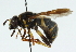  ( - CNC DIPTERA 50934)  @13 [ ] CreativeCommons - Attribution (2011) CNC/CBG Photography Group Centre for Biodiversity Genomics