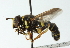  ( - CNC DIPTERA 50935)  @13 [ ] CreativeCommons - Attribution (2011) CNC/CBG Photography Group Centre for Biodiversity Genomics