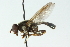  ( - CNC DIPTERA 52023)  @11 [ ] CreativeCommons - Attribution (2011) CNC/CBG Photography Group Centre for Biodiversity Genomics